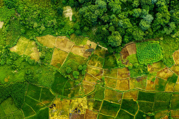 Aerial view of cultivated farmland and surrounding green landscape
